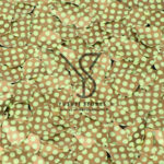 NO207-BR-0516FL-G-0324 - Image 2